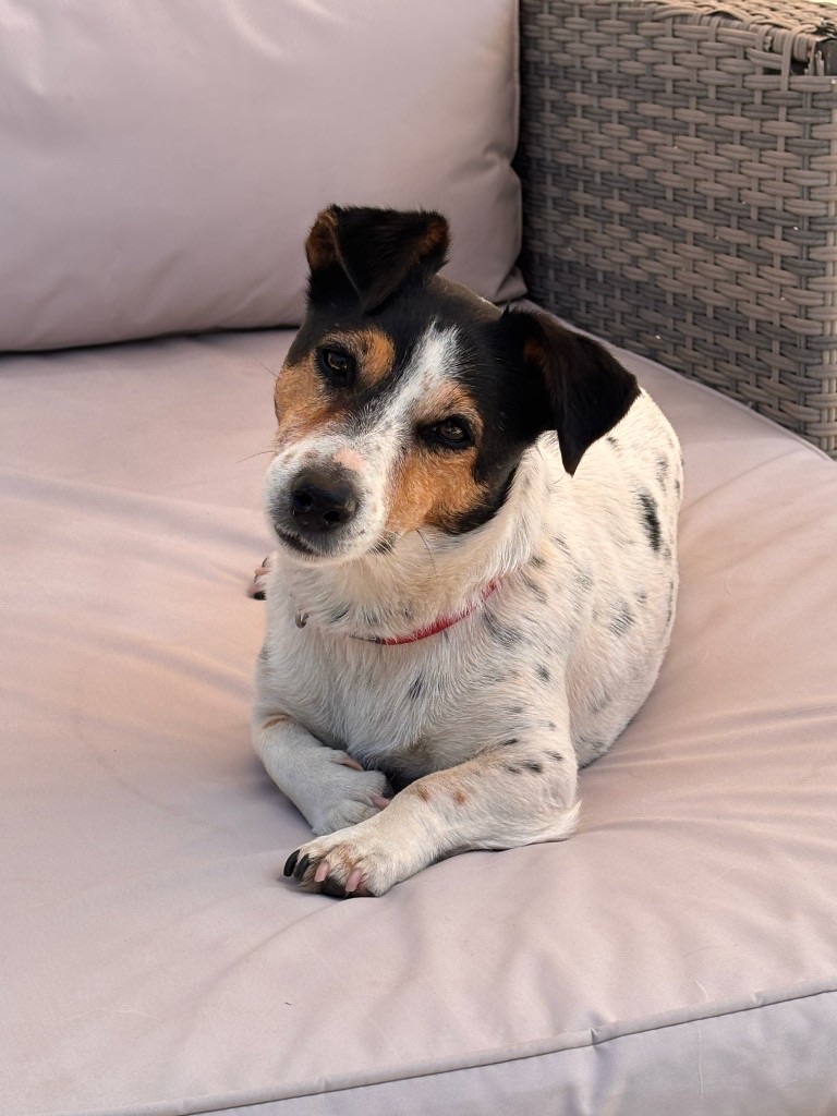 Luna, a small spotted dog, looking at the camera
